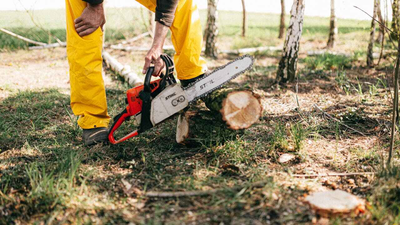 Best Residential Tree Removal  in Newton, AL